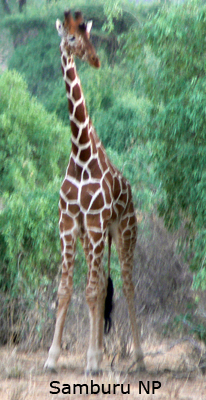 Samburu NP